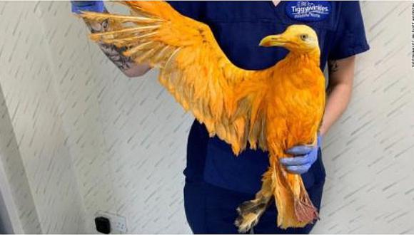 Gaviota sufre accidente y tiñe sus plumas de color naranja (FOTOS)