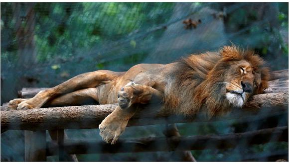 Venezuela: Animales de zoológico mueren de inanición por escaseo de comida 