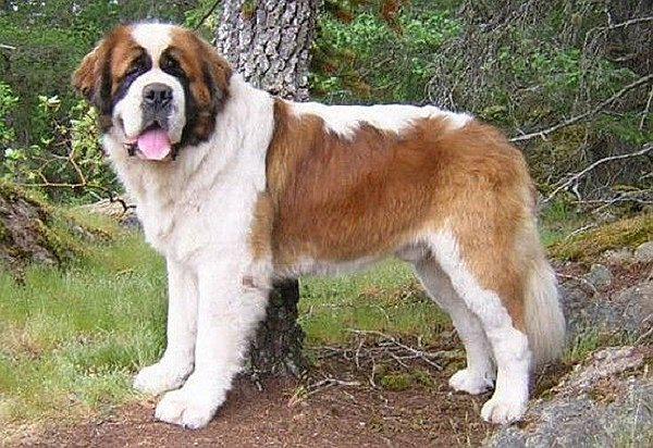 ​Conozca por qué los perros de raza grande viven menos que los pequeños