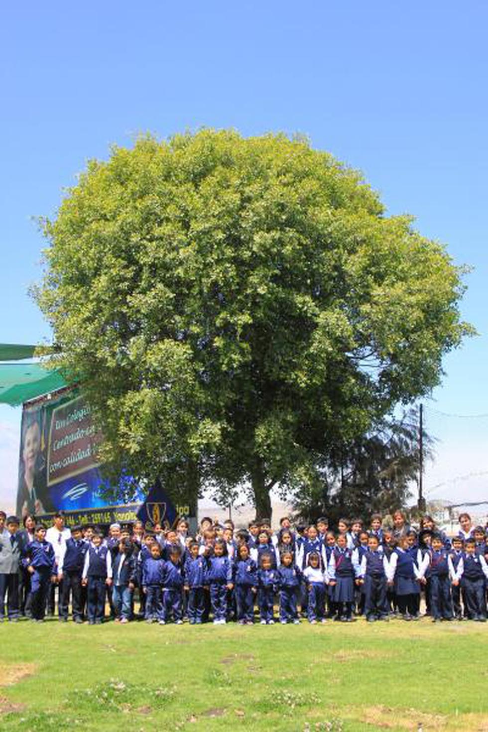 Arbol de la quina único en Arequipa