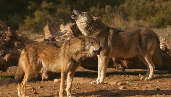 Suecia: Suspenden polémica caza de lobos
