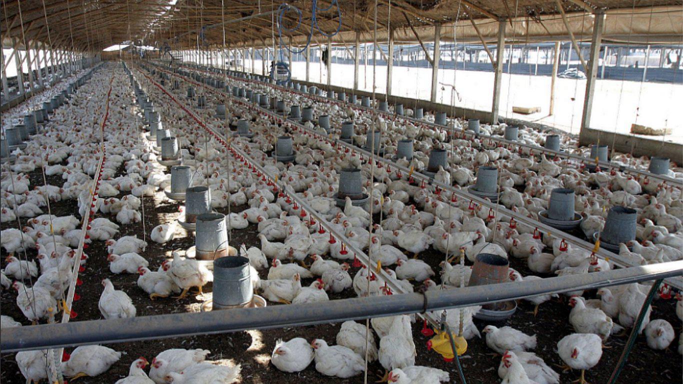 ​Consumir carne de pollo contaminada puede causar infección urinaria