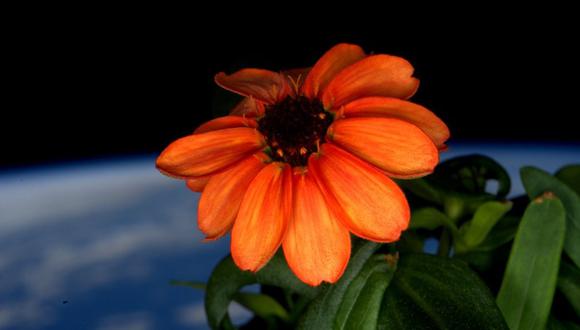 NASA: Conoce a la primera flor que crece en el espacio  