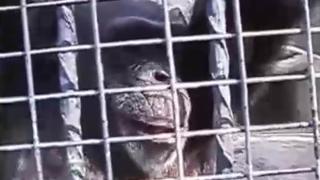 Argentina: Animalistas piden liberar del zoo a la chimpancé Cecilia 