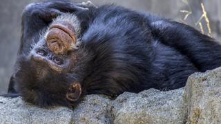 Usuarios conmovidos con mamá chimpancé que se reencontró con su recién nacido