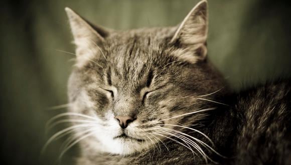 Gatos ancianos pueden sufrir convulsiones con algunos sonidos conoces cuáles