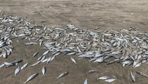 Burlan a las autoridades ingresando por el desierto de Mórrope en horas de la madrugada y dejan toneladas de peces muertos en la playa.
