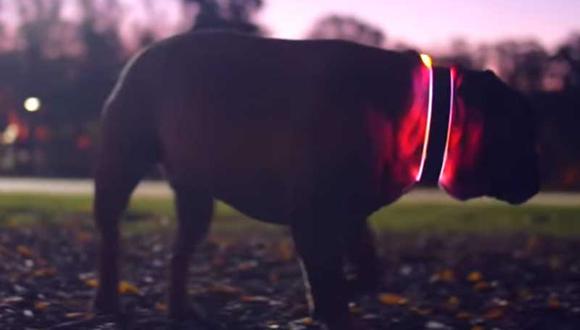 YouTube: Conoce a ​Buddy, el collar inteligente para localizar a tu mascota