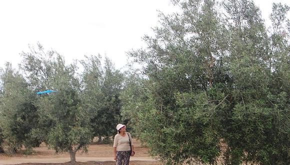 La Yarada Los Palos: plaga afecta el 65% de las plantaciones de olivo en Tacna 