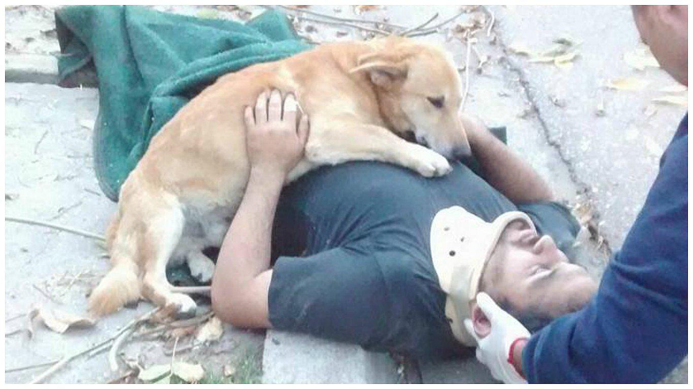 Facebook: ​Perrito se aferró a su amo herido hasta que llegaron los paramédicos [FOTOS]