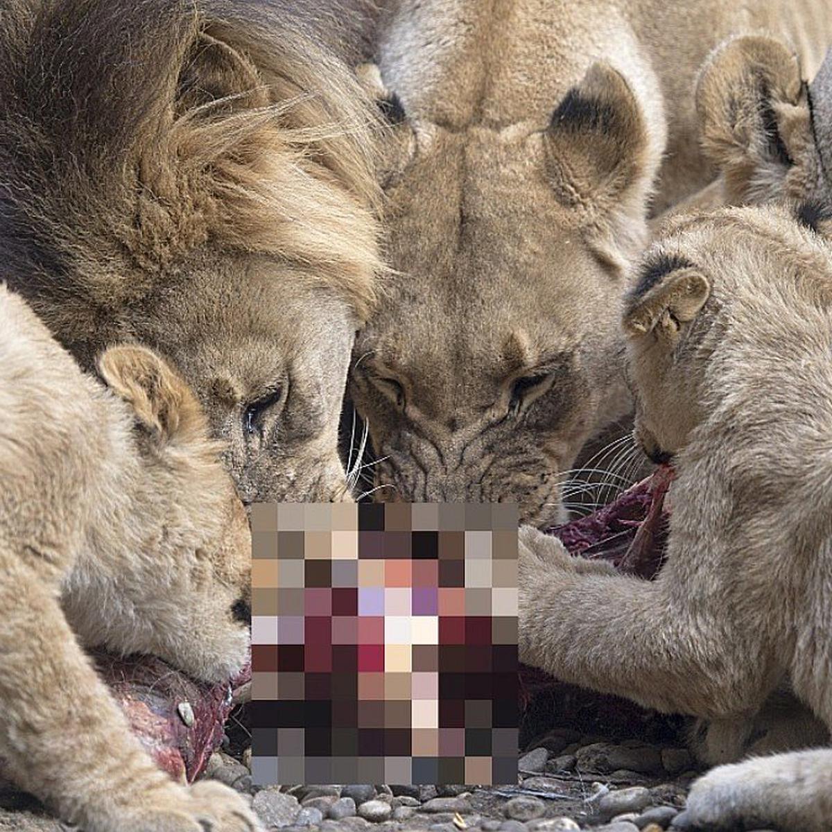 Top 94+ imagen hombre muere devorado por leones