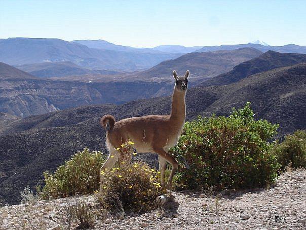 Aumenta lentamente población de guanacos