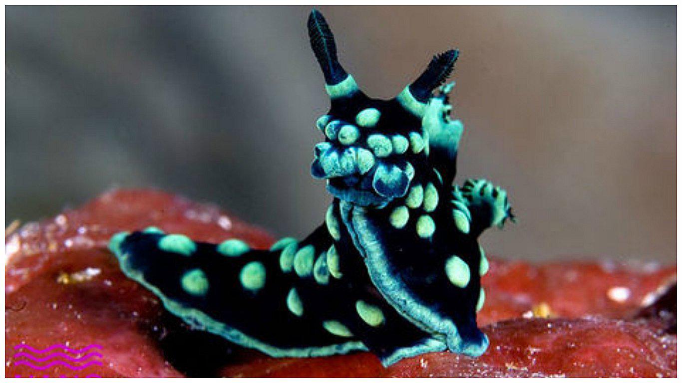 Antártida: ​Descubren una nueva especie de invertebrado marino 