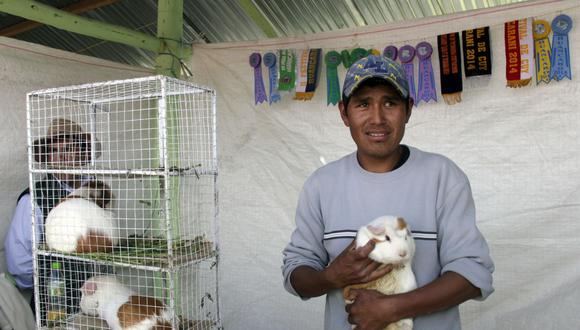 Cusco: crianza de cuy, un negocio rentable