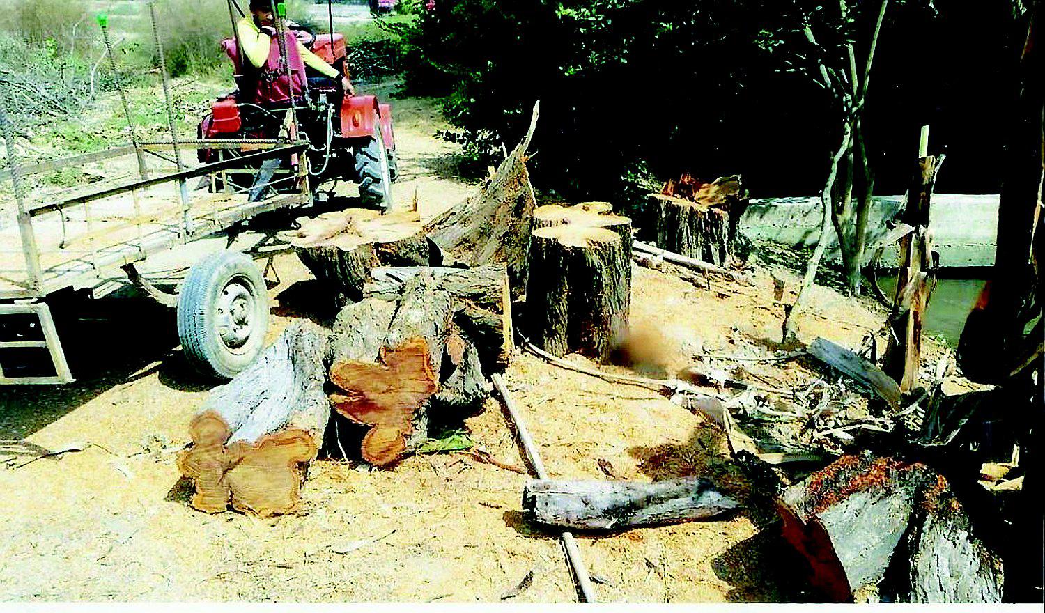 Denuncian tala de árboles en Complejo Arqueológico Huaca Rajada