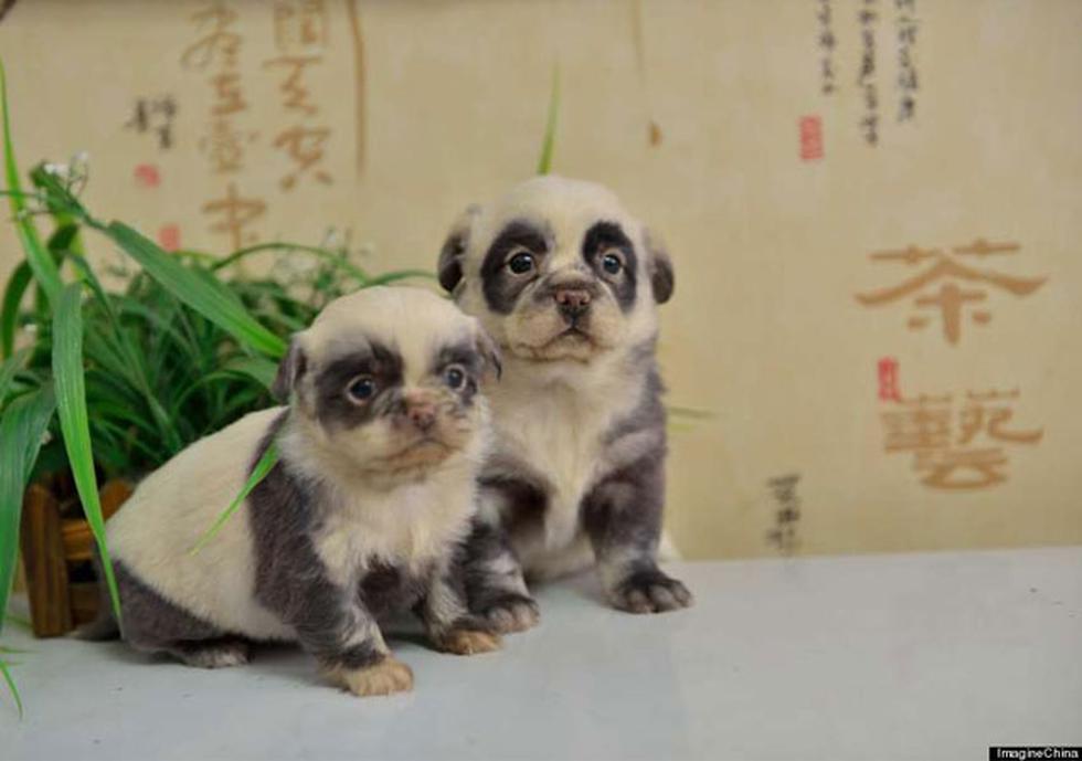 Nacen perritos-panda en China (FOTOS)