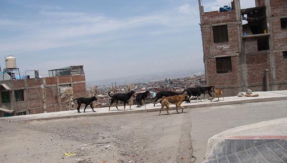 Por rabia canina declaran alerta epidemiológica roja en Arequipa