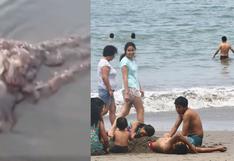 Chorrillos: Alertan presencia de malaguas en la playa Agua Dulce (VIDEO)