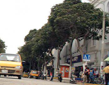 Pesado árbol de molle se viene a tierra