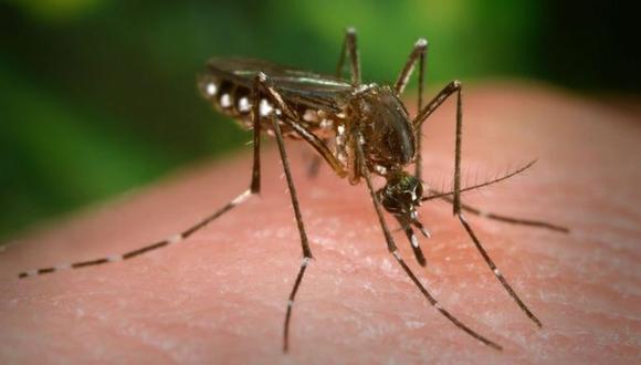 El mosquito Aedes aegypti transmite puede transmitir el dengue, chikungunya, zika y fiebre amarilla. (Foto: Getty Images)