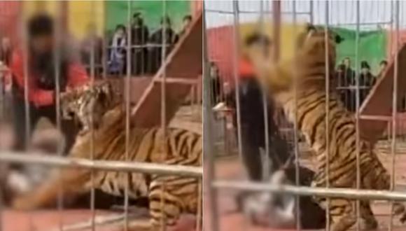 Tigre atacando a su domador en circo de China. | Foto: Captura de pantalla.