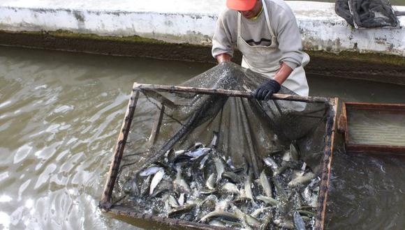 Acuicultores de Vinchos recibirán créditos para mejorar producción pesquera