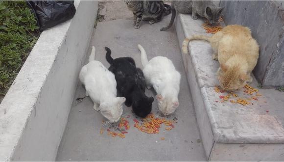 Se realizará primer desayuno animalista en ayuda de los gatos del Cementerio Baquíjano  