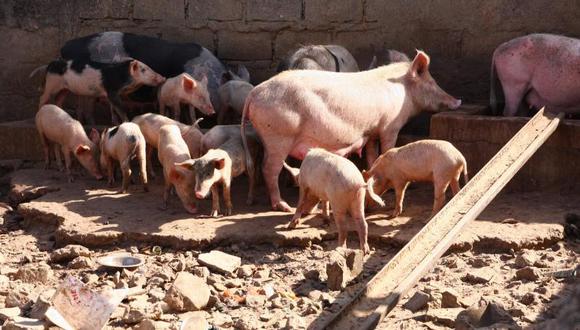 Capo de la mafia italiana fue comido vivo por cerdos, según la policía