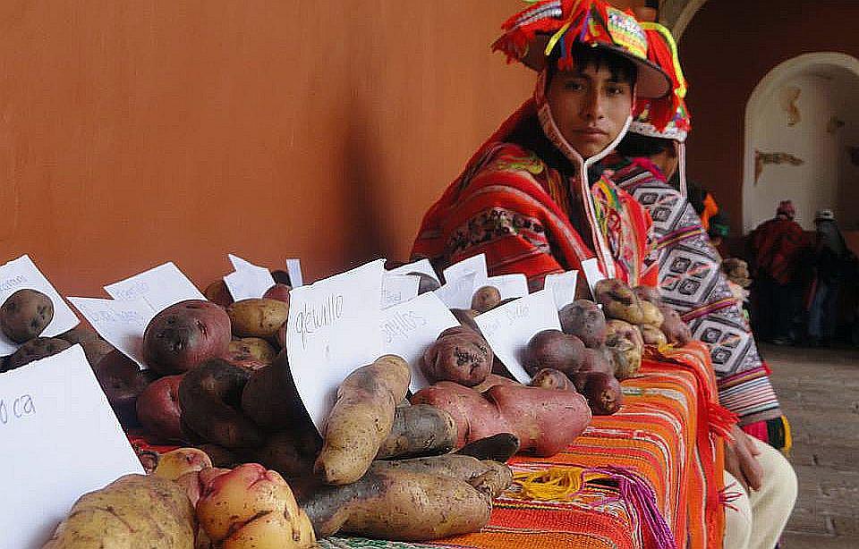 Cusco: Festival de la papa en el día internacional de conocido tubérculo (FOTOS)