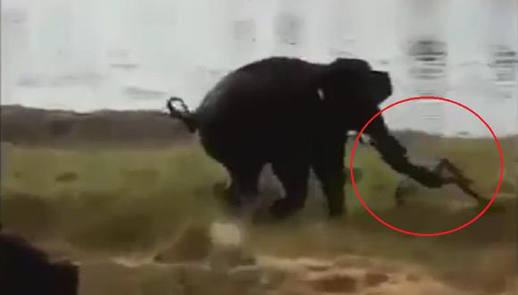 ​YouTube: Elefante aplasta a hombre hasta matarlo
