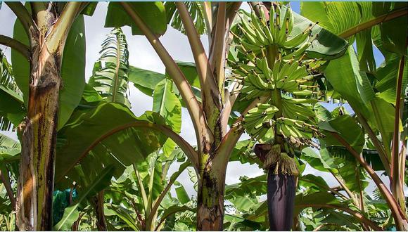 Alertan que plaga podría afectar plantaciones de plátano más grandes del mundo 