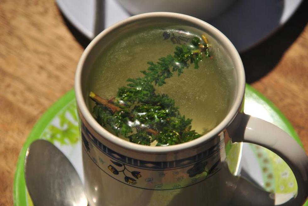 Planta de la puna tacneña es estudiada por chilenos como anticancerígeno 