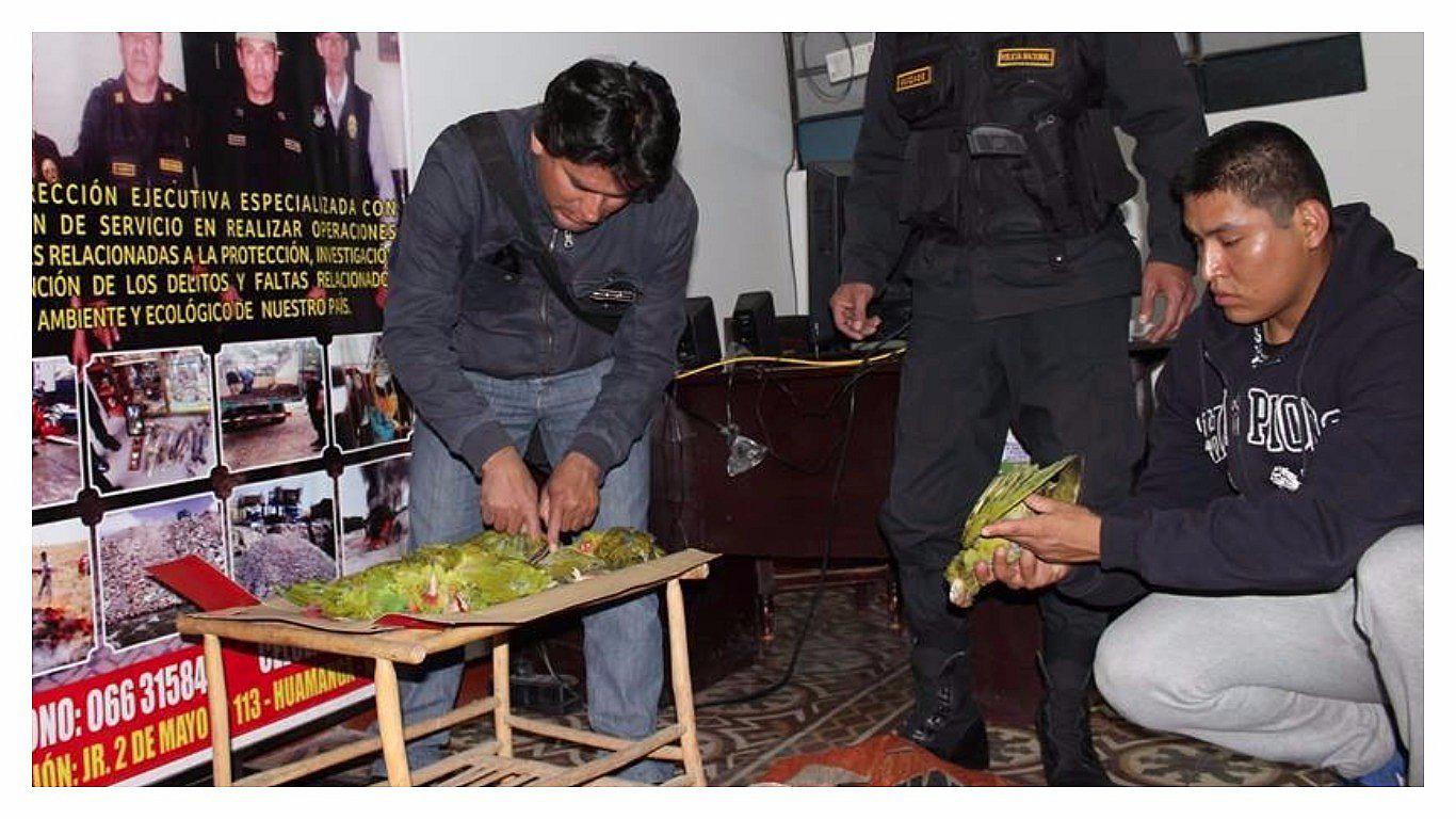 Ayacucho: Hallan medio centenar de loros muertos en inmediaciones de mercado