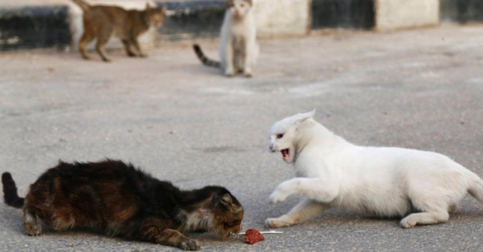 Motorista cuida y alimenta gatos abandonados por bombardeos en Siria (FOTOS)