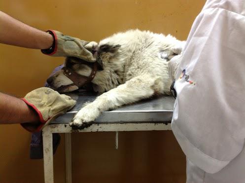 Buscan a dueño de perrito atropellado en vías del Metropolitano