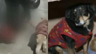 Sujeto atacó a dos perritas con un desarmador en San Martín de Porres (VIDEO)