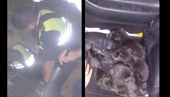 Facebook: ​Policías se metieron a pozo para rescatar a perritos abandonados (VIDEO y FOTOS)