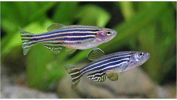 Aparición de peces hembra con genes masculinos se debe a altas temperaturas