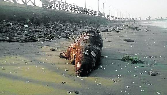 Medio centenar de aves y lobos marinos fueron hallados muertos en el litoral