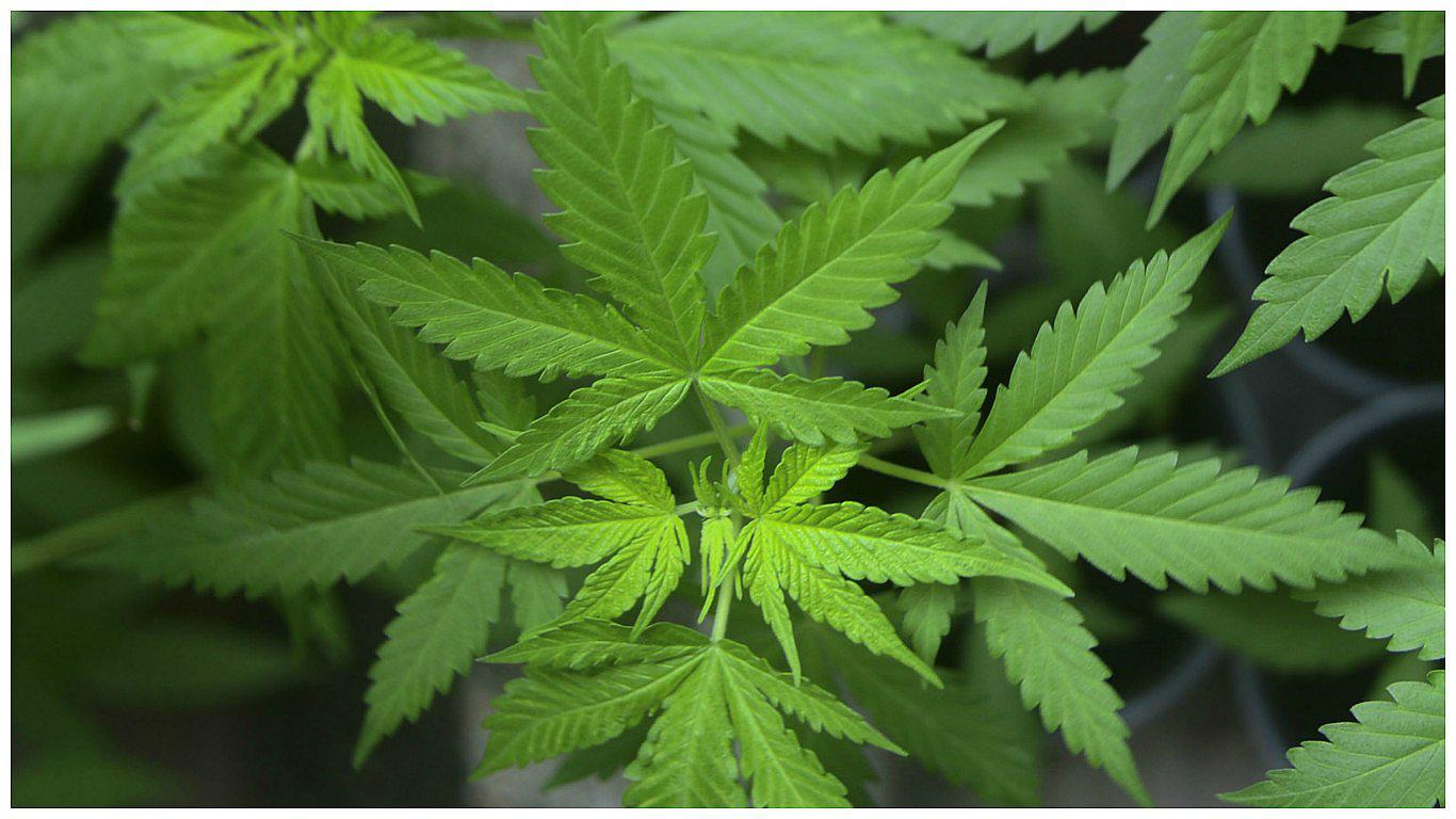 Marihuana: Minsa conforma comité de expertos para evaluar uso medicinal de cannabis 