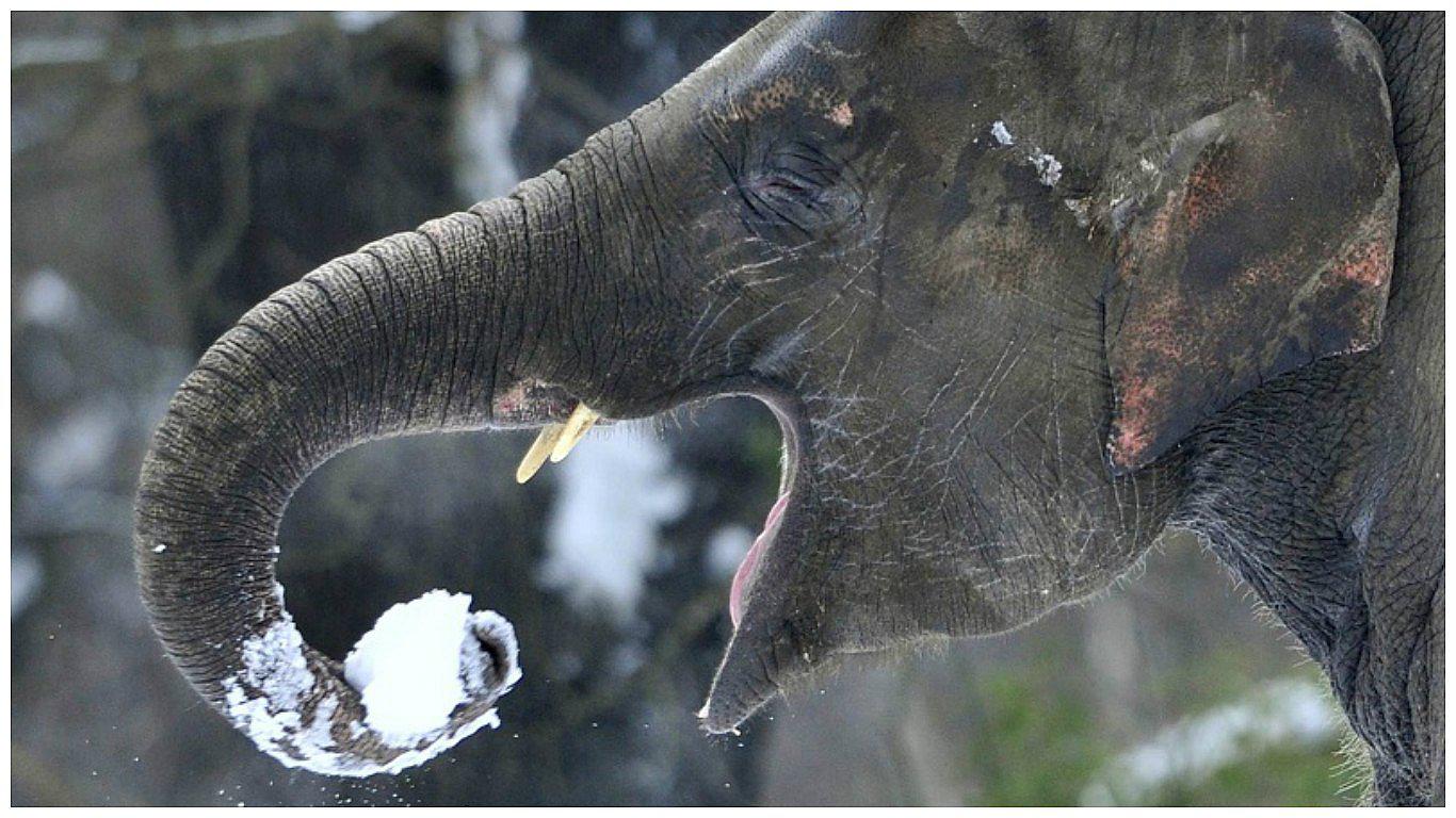 Elefante va al dentista por dolor de muelas y así terminó (VIDEO)