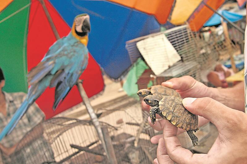 Perú es un paraíso para tráfico ilegal de animales silvestres