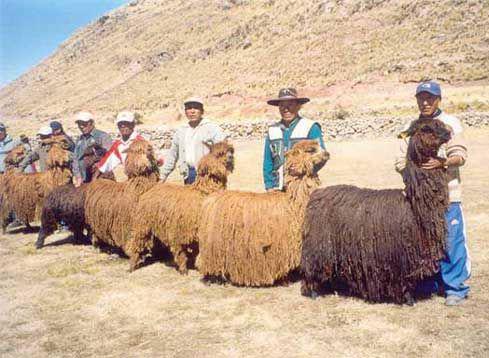 Pondrán en marcha proyecto de mejoramiento genético de alpacas