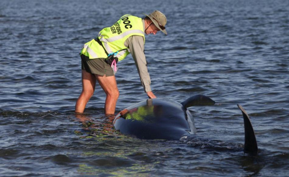 Australia, "decepcionada" por reanudación de caza de ballenas por Japón