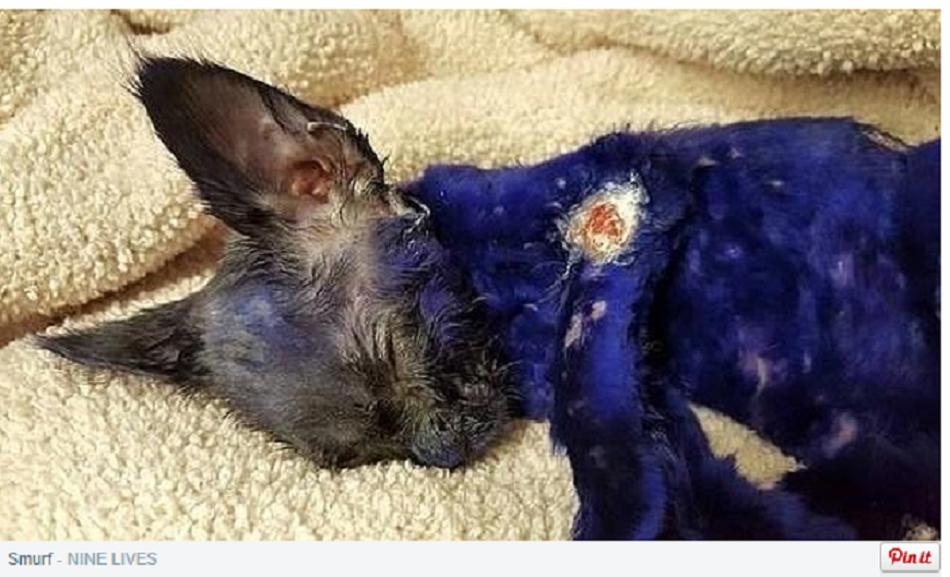 Facebook: Gatito teñido de azul que servía de juguete a perro será adoptado (FOTOS)