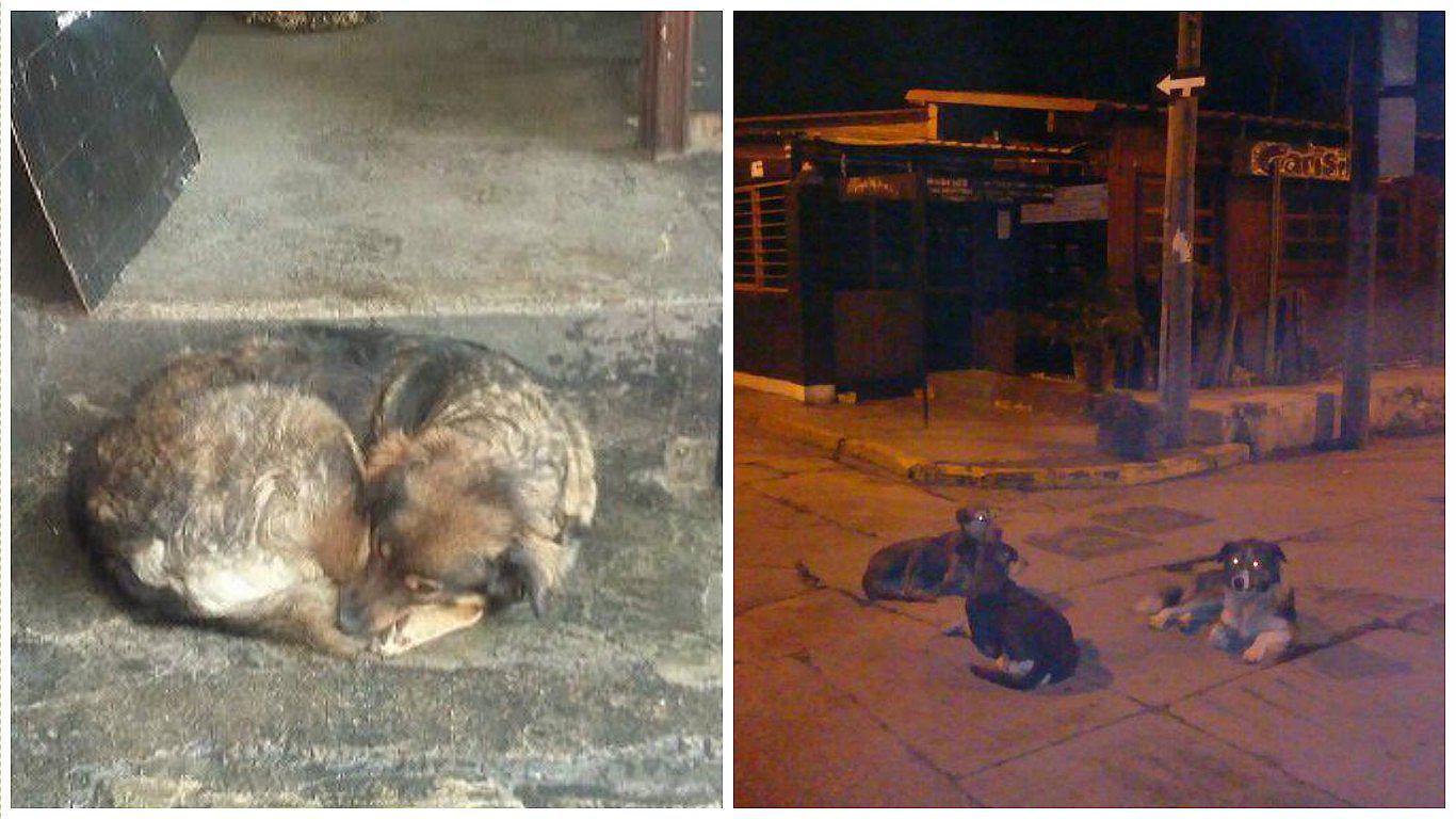 Facebook: se quejaron de perro callejero en restaurante, y dueño respondió contundentemente (FOTO)