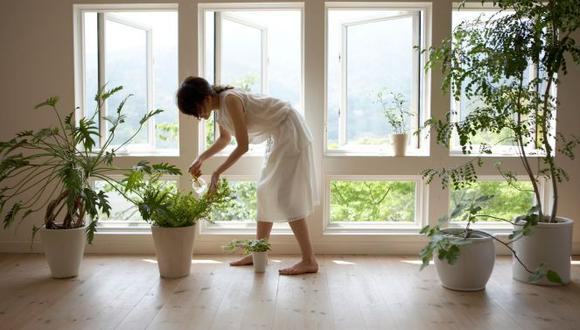 Once plantas que purifican el aire de nuestra casa, según la NASA
