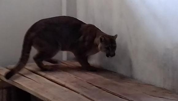 Animal se encuentra en el felinario del Bosque y Zoológico Municipal de Tacna. (Foto: Adrian Apaza)