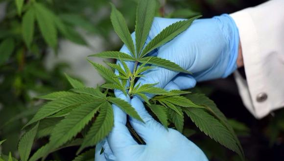 Marihuana medicinal: Esto dice la OMS sobre el fármaco de cannabis