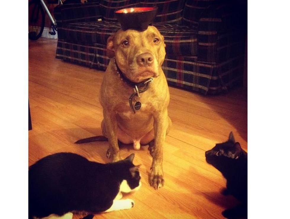 Perro hace equilibrio con cualquier cosa en su cabeza (FOTOS)